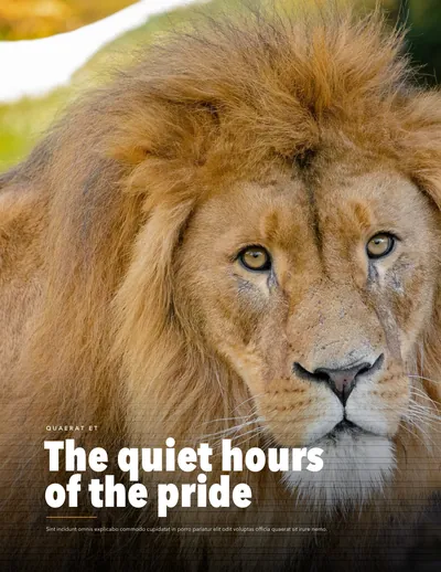 Page 4: The quiet hours of the pride, a full-page lion.